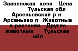 Зааненская  коза › Цена ­ 16 000 - Тульская обл., Арсеньевский р-н, Арсеньево п. Животные и растения » Другие животные   . Тульская обл.